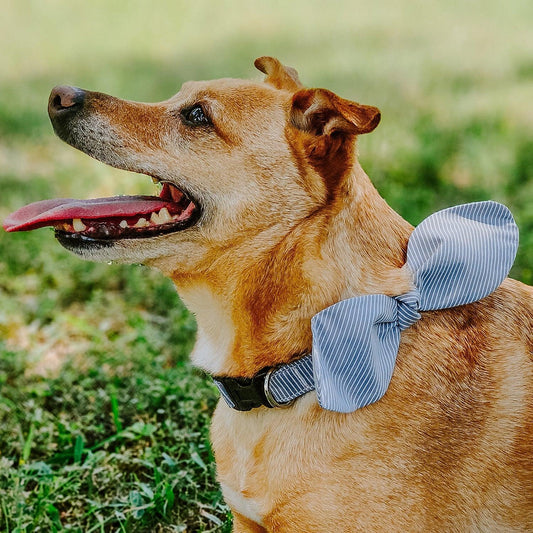 Snap-On Dog Collar Tag&Crew