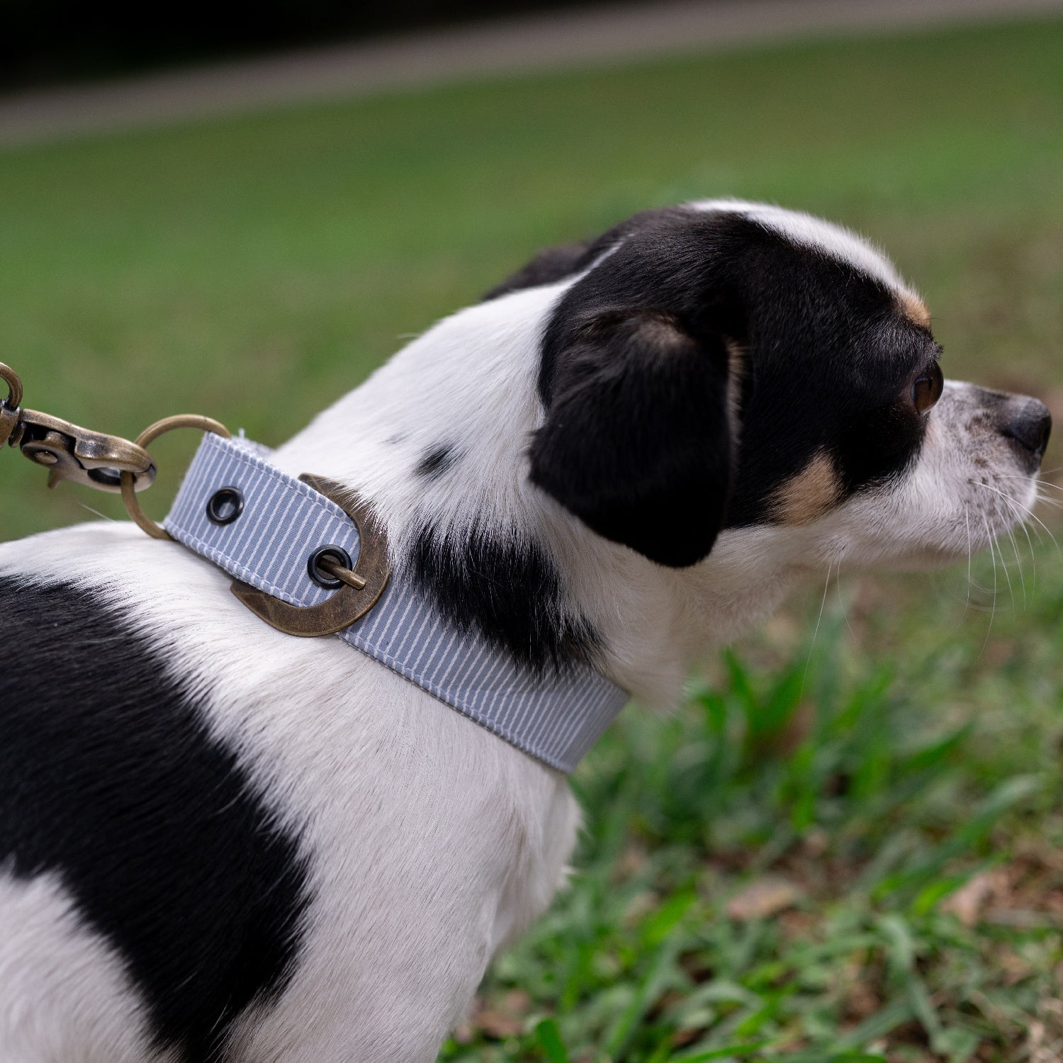 Buckle Dog Collar Accessories Tag&Crew 