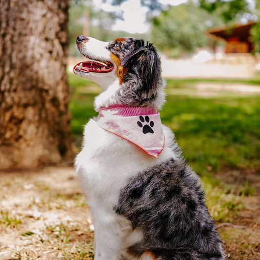 Pet Bandana Tag&Crew 