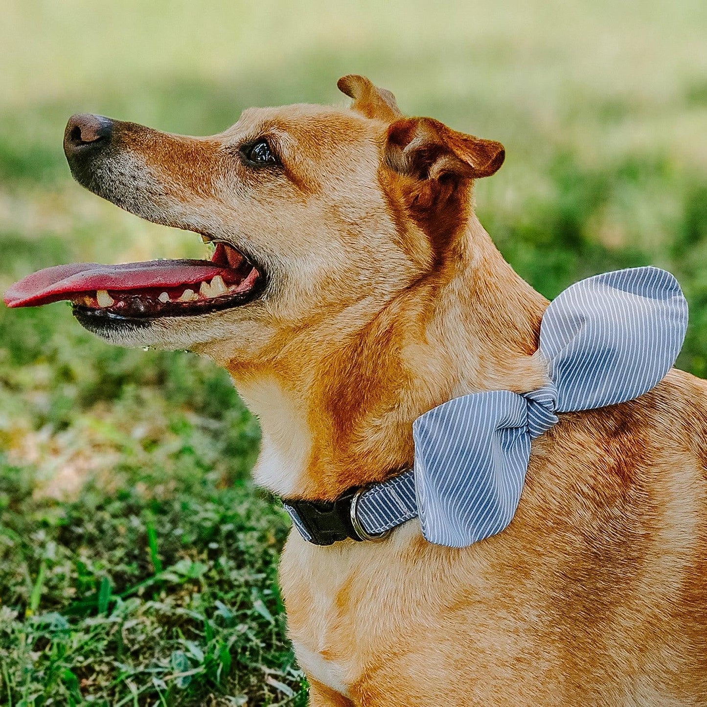 Snap-On Dog Collar Tag&Crew 