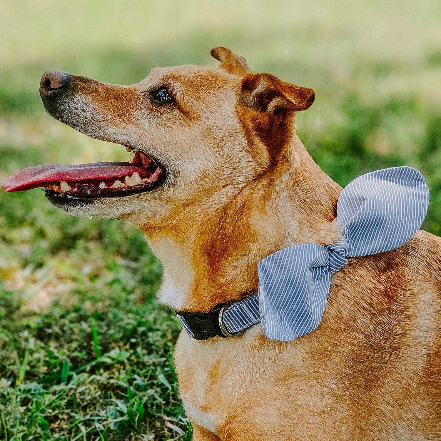 Snap-On Dog Collar Tag&Crew 