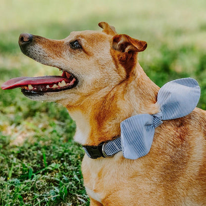 Snap-On Dog Collar Tag&Crew 