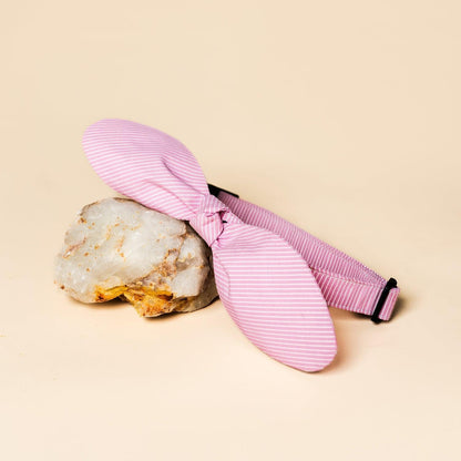 Snap-On Dog Collar Tag&Crew 