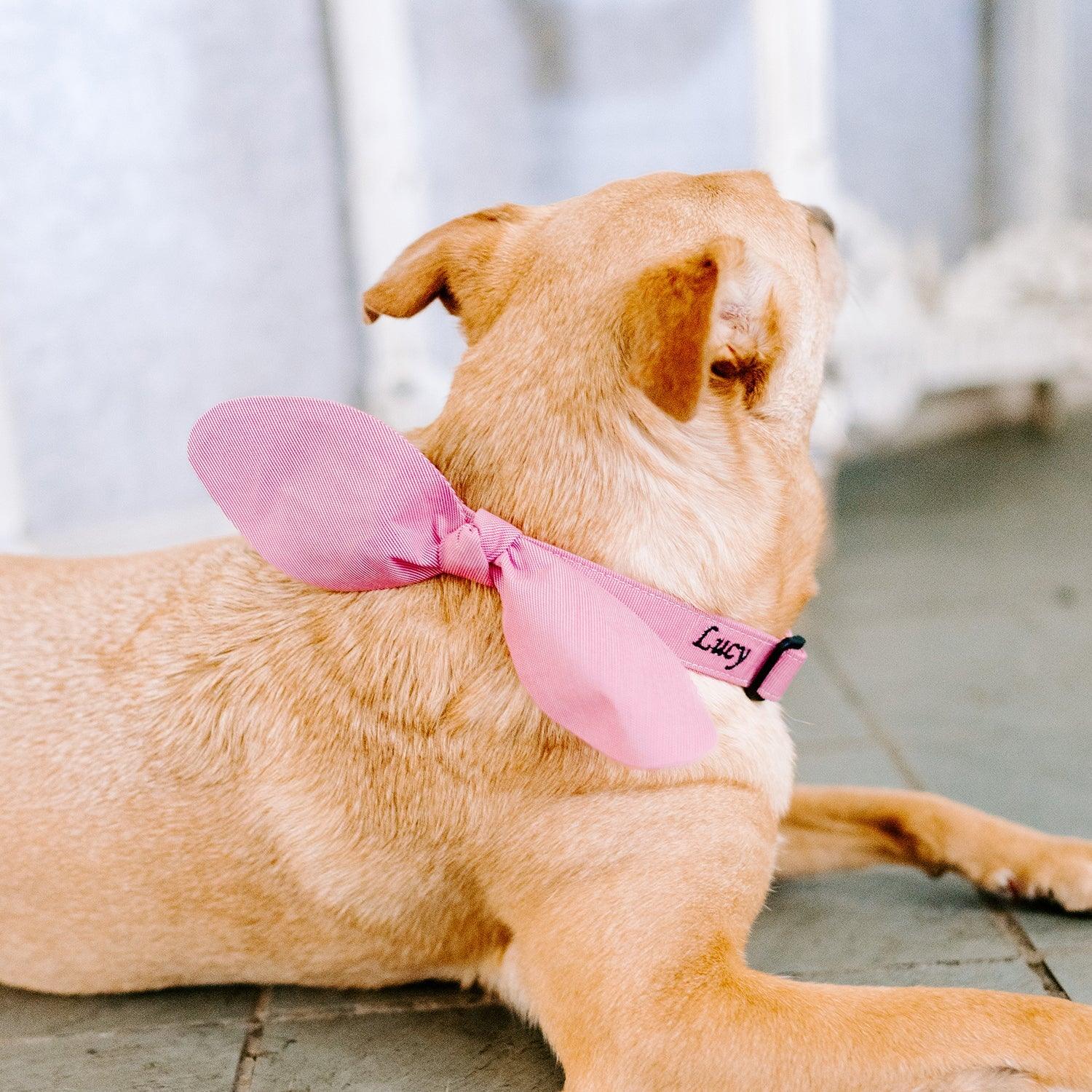 Snap-On Dog Collar Tag&Crew 